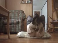 Dog got on top of lady's pussy and railed her hard